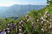 41  In zona 'Mughera' fiori di ...con vista in Canto Alto